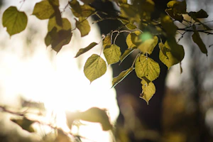 Sunlight filtering through leaves onto a serene glass bottle of essential oil