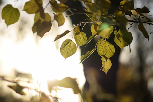 Sunlight filtering through leaves onto a serene glass bottle of essential oil