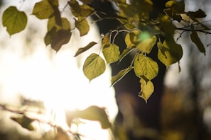Sunlight filtering through avocado leaves in a peaceful farm setting.