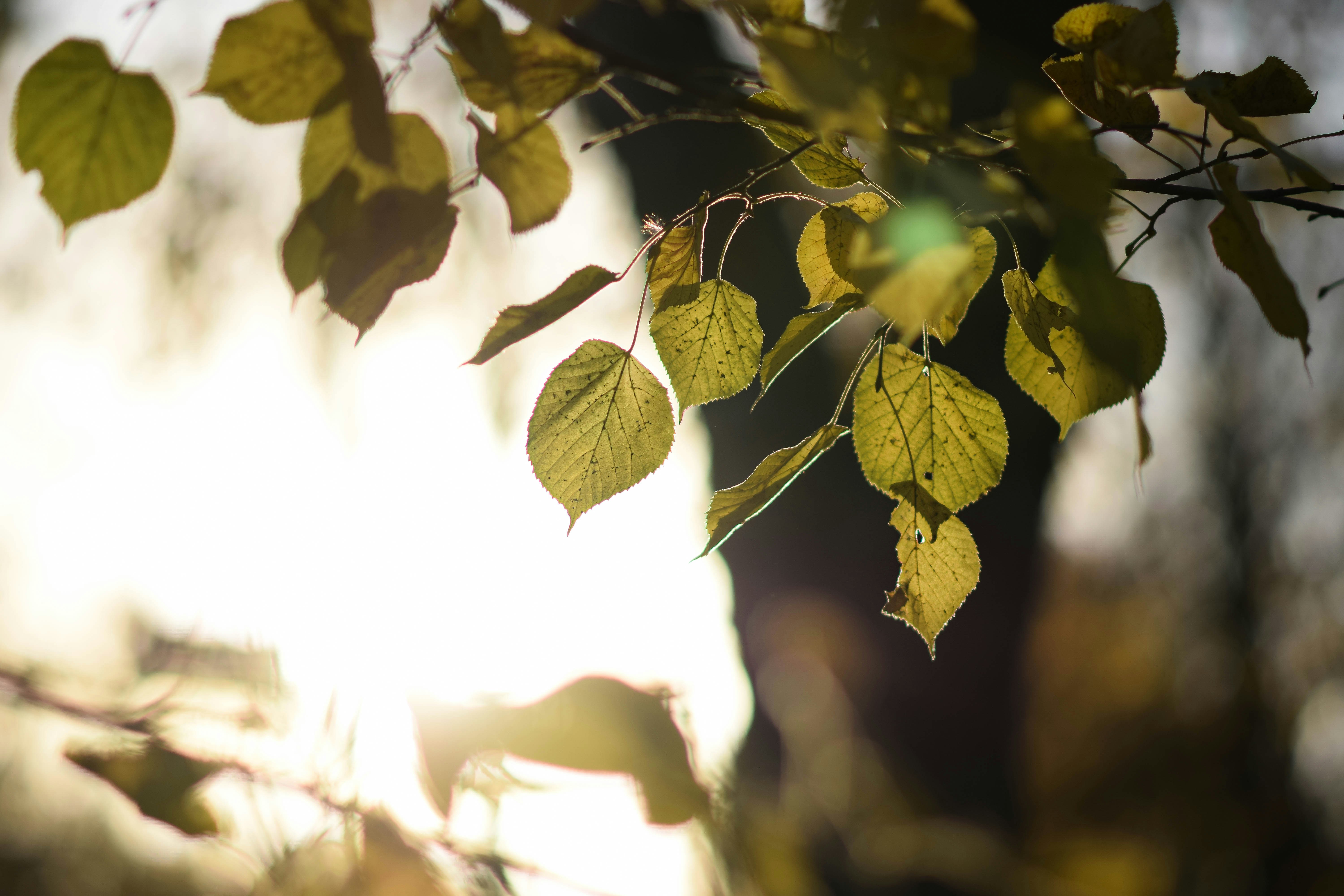 Autumn sun lights on linden leaves🌞🌳🍂