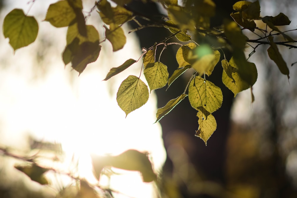 the sun is shining through the leaves of a tree