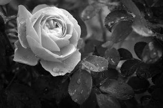 a black and white photo of a rose