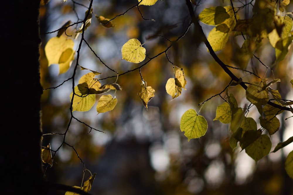 a tree branch with yellow leaves in the fall