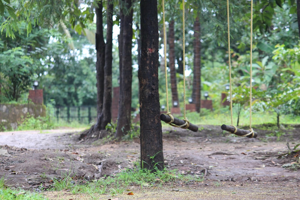 a couple of trees that are in the dirt