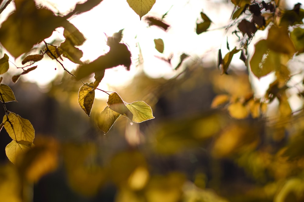 las hojas de un árbol a la luz del sol
