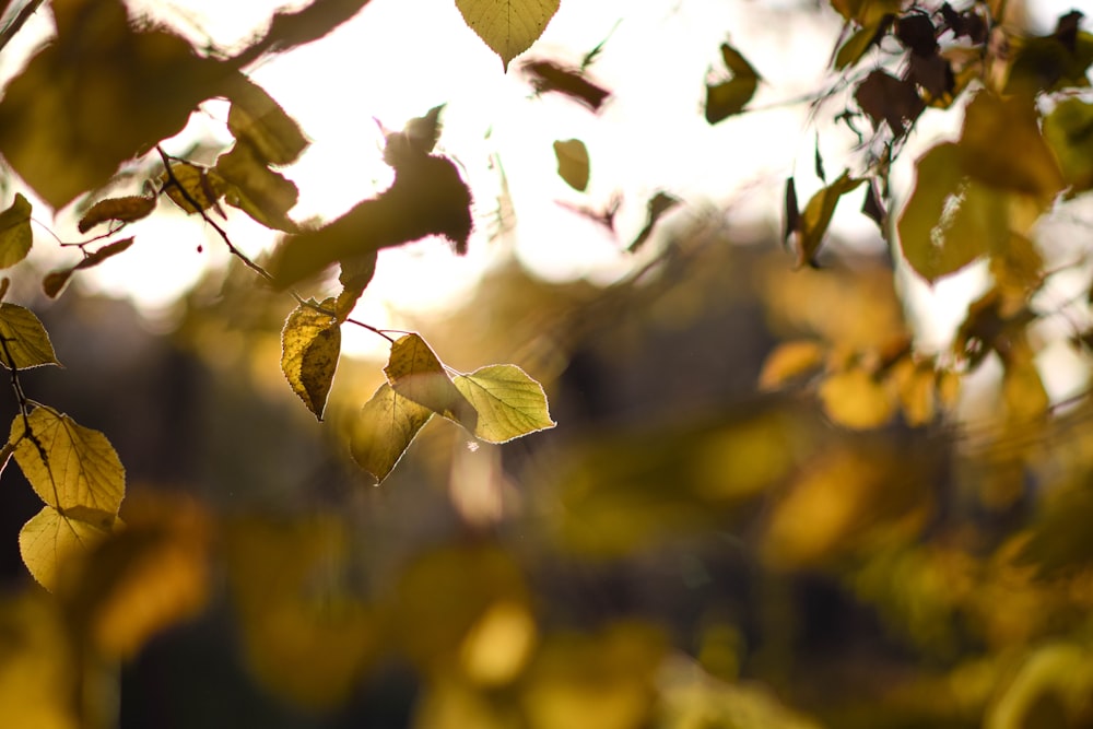 the leaves of a tree in the sunlight