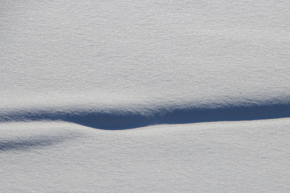 the shadow of a bird on the snow