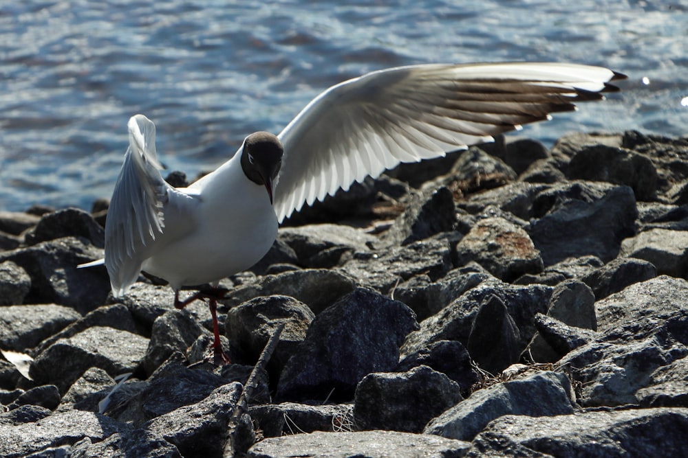 a seagull landing on a rocky beach next to a body of water
