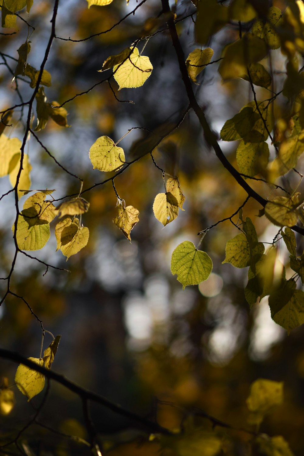 the leaves of a tree are yellow and green