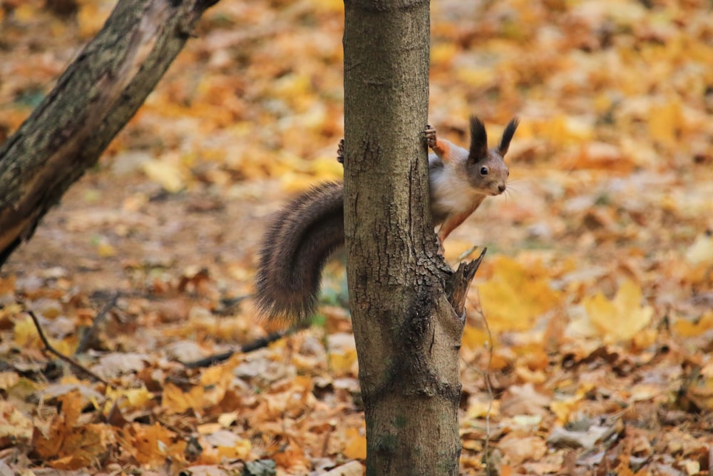 a squirrel sitting on top of a tree trunk