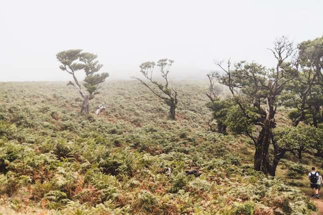 A misty landscape featuring a dense covering of ferns and a scattering of distinctively shaped trees. A lone hiker with a backpack is seen on a path, adding a sense of scale and exploration to the natural scene.