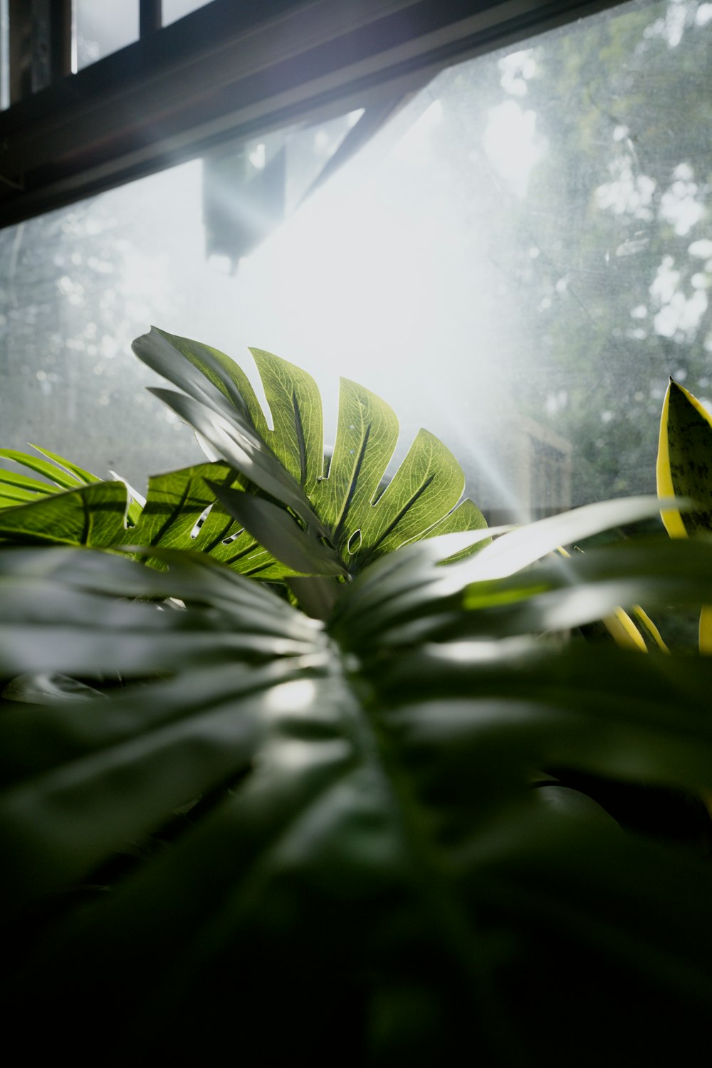 a green plant sitting in front of a window