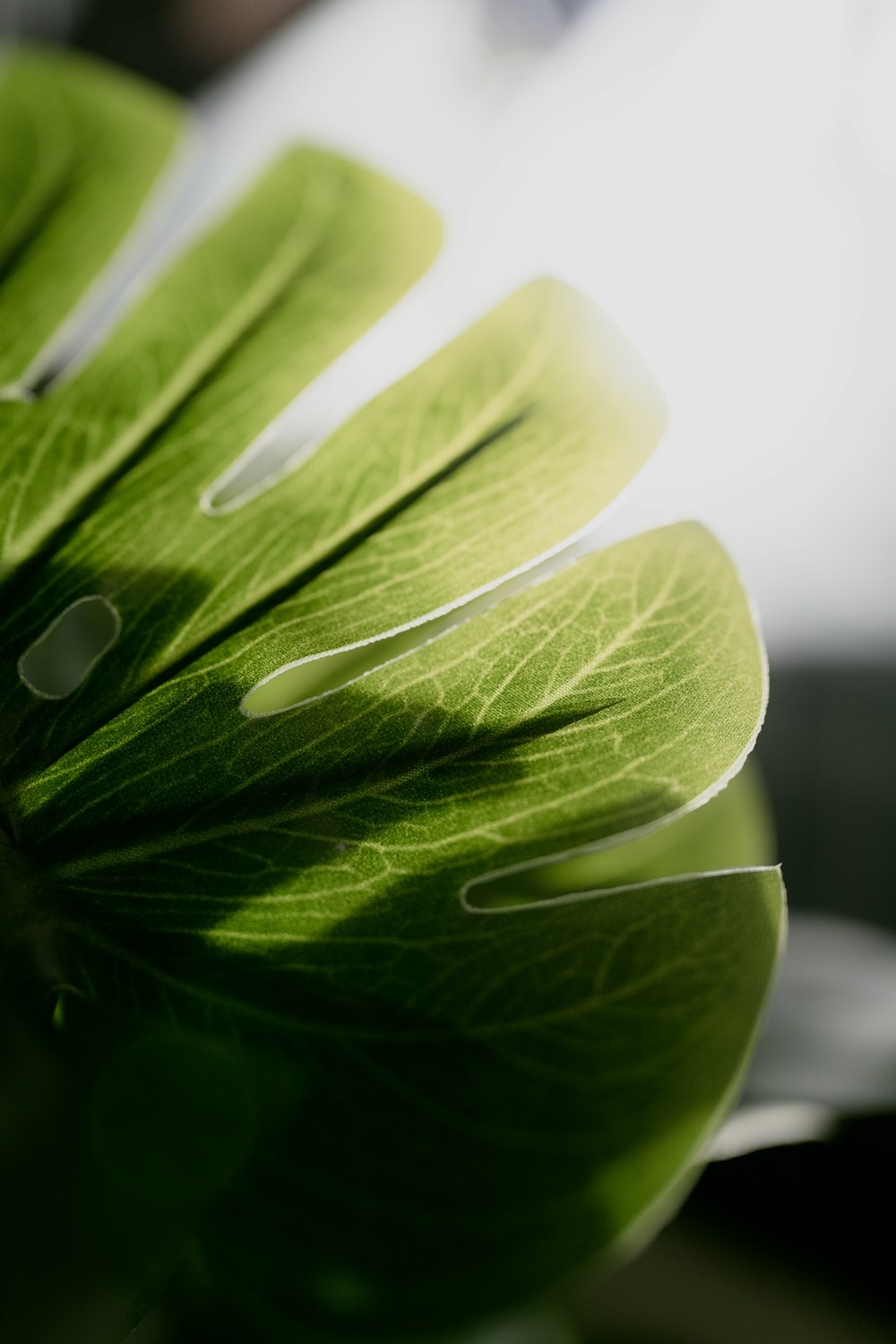 a close up of a green leaf on a table