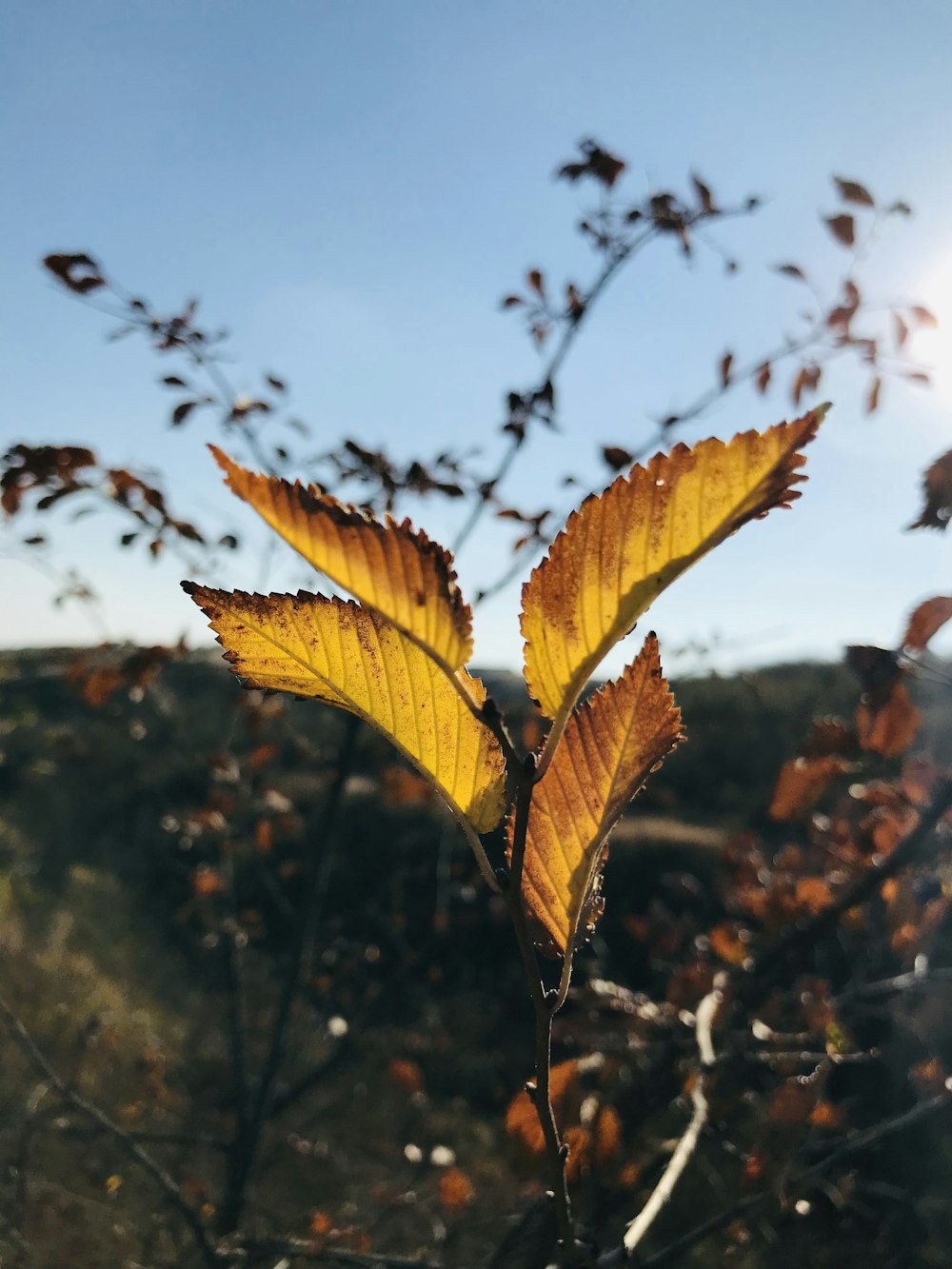 a close up of a leaf on a tree