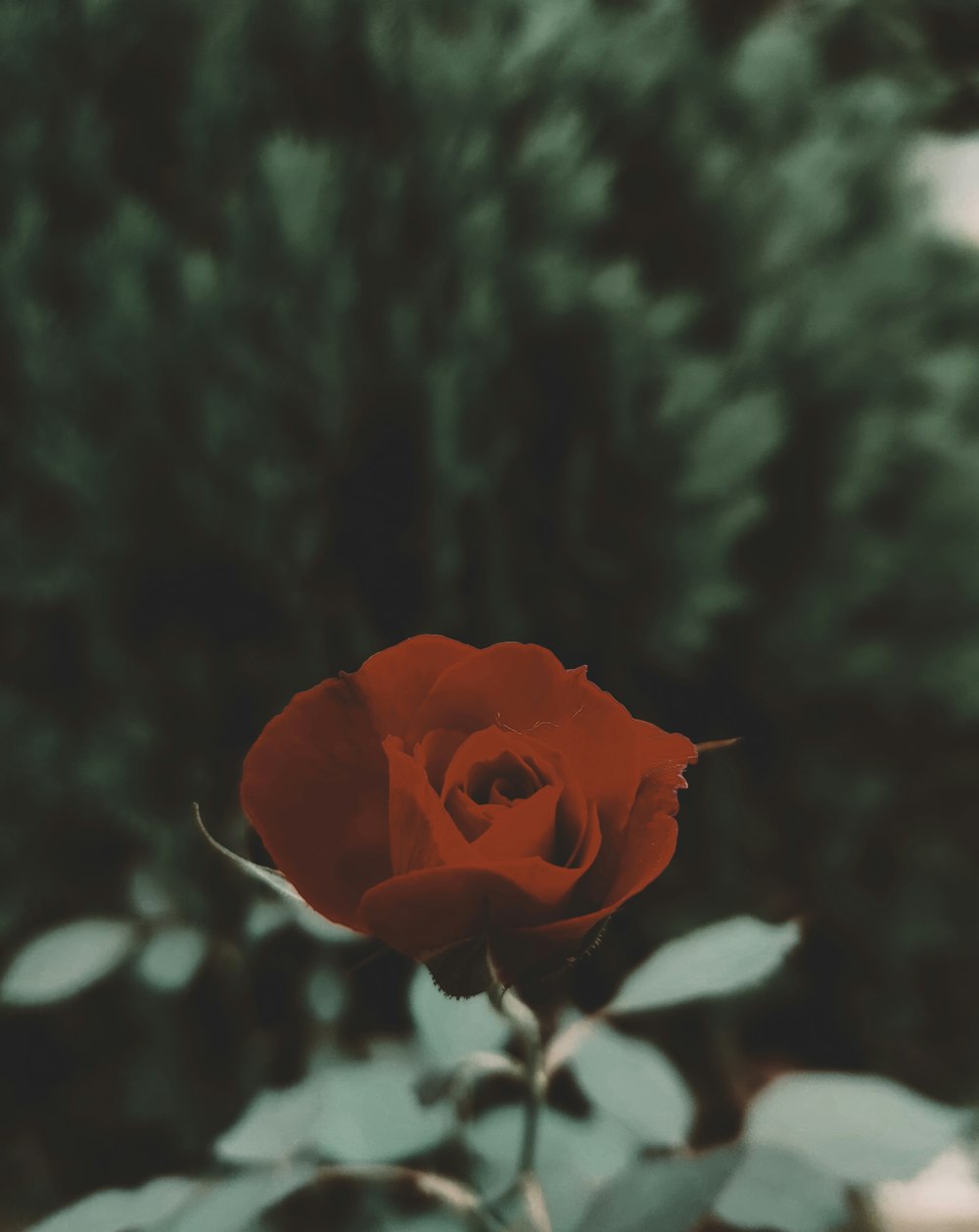 a single red rose in front of some trees