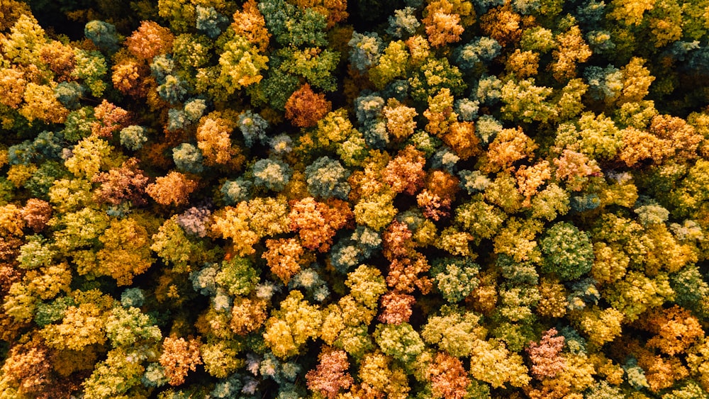 a group of trees that are in the woods