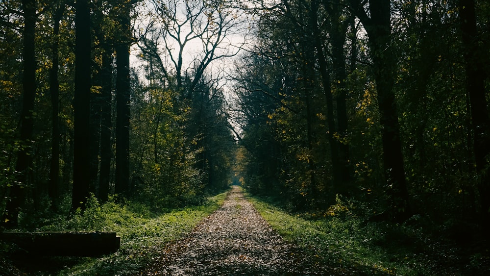 a dirt road in the middle of a forest