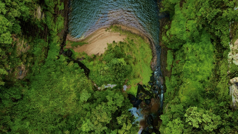 a river running through a lush green forest