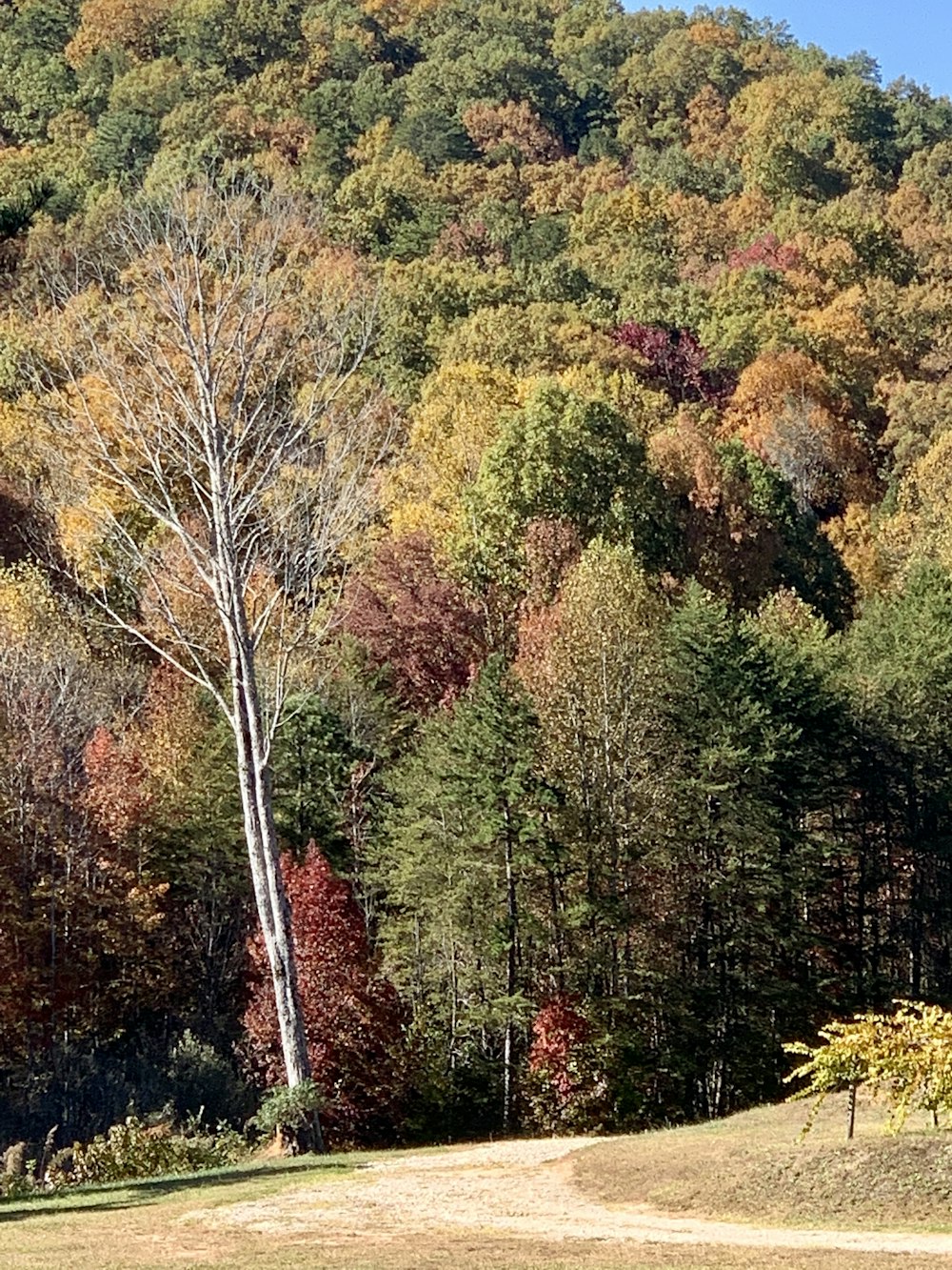 a lone horse standing in a field in front of a forest