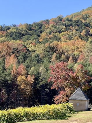 A simple, warm-toned illustration of the historic Fallsvale Schoolhouse surrounded by trees.
