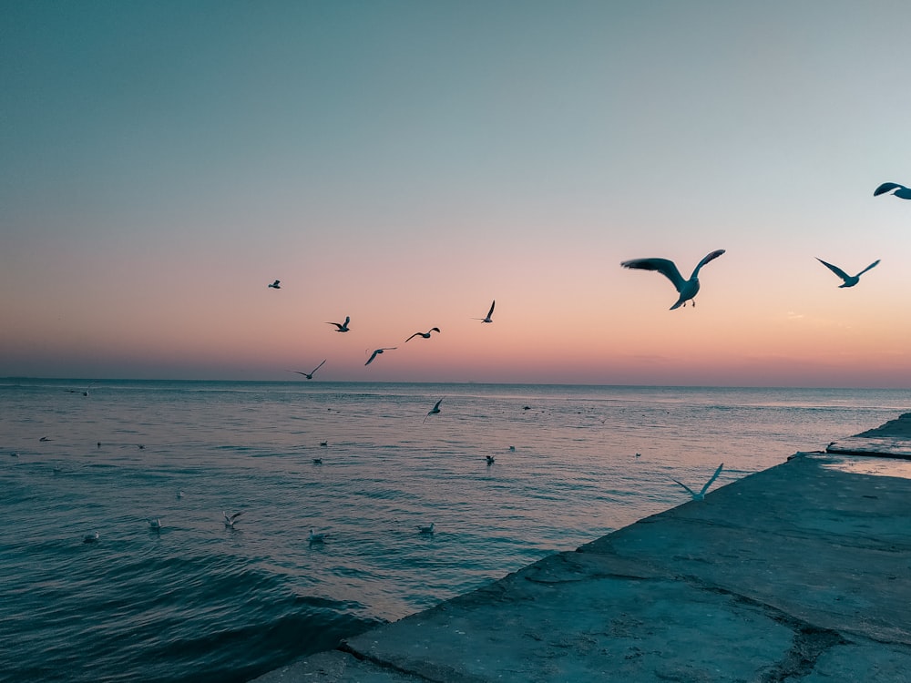 a flock of birds flying over a body of water