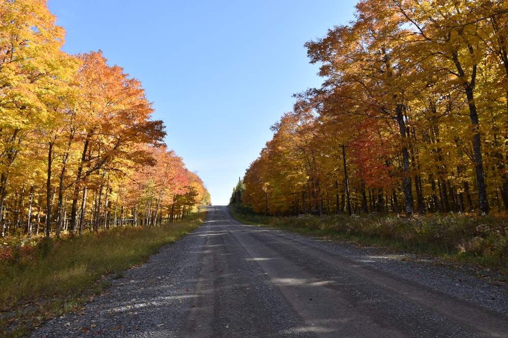 una strada sterrata circondata da molti alberi