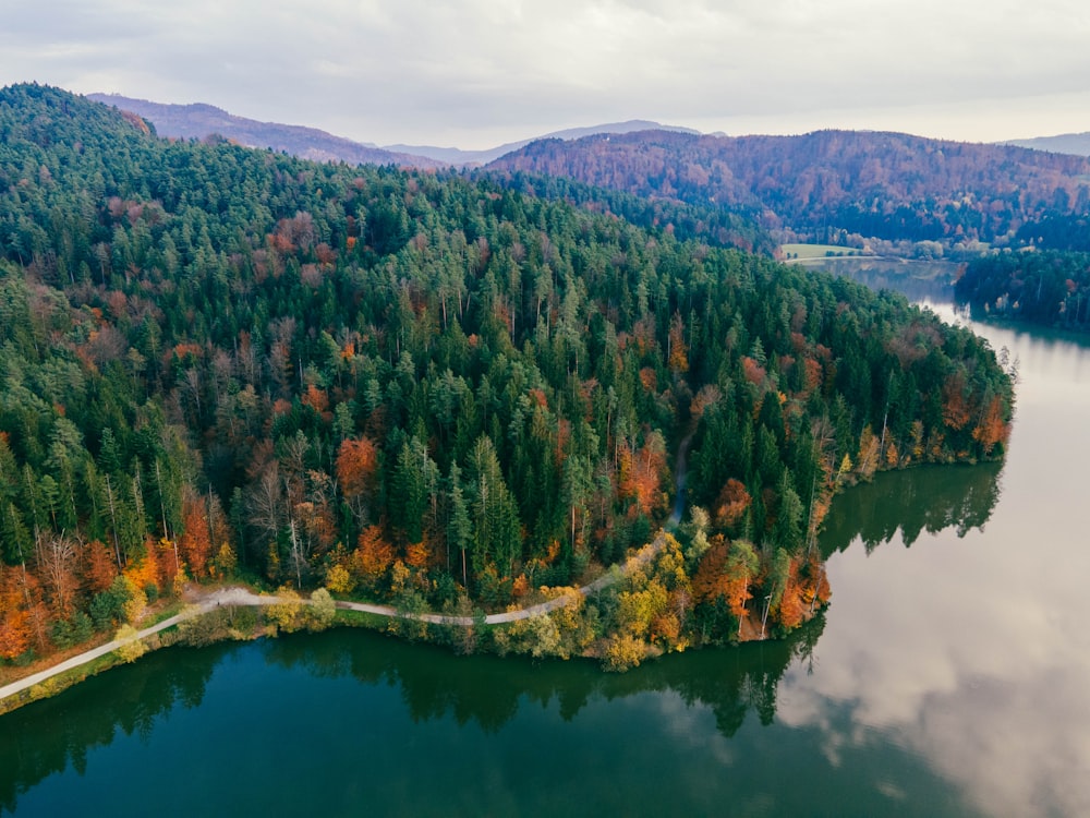 a large body of water surrounded by forest