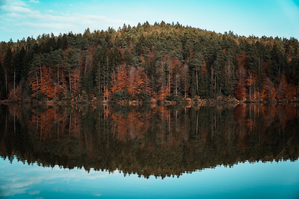 a large body of water surrounded by trees