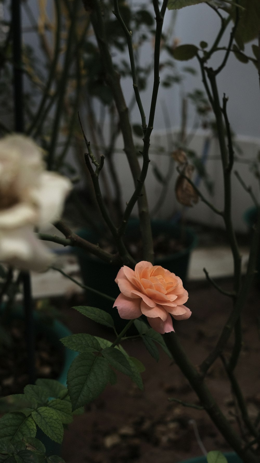 a peach colored rose is growing in a garden
