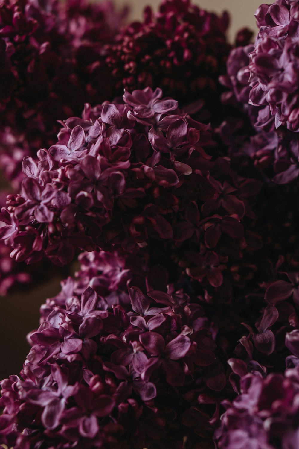 a bunch of purple flowers sitting on top of a table