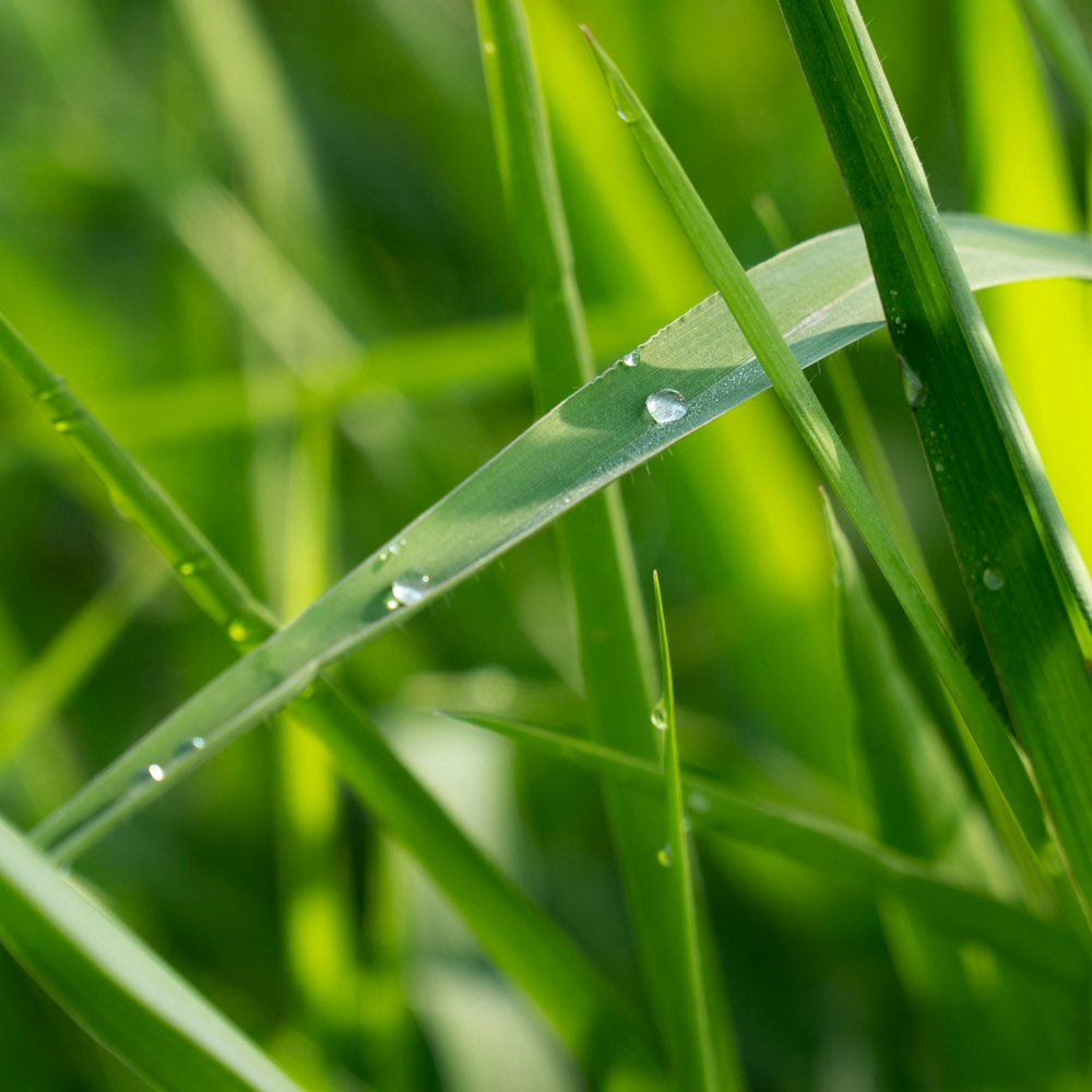 a close up of a blade of grass with water droplets