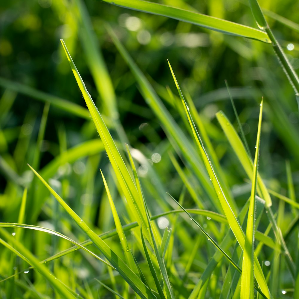 a close up of some grass with water droplets on it