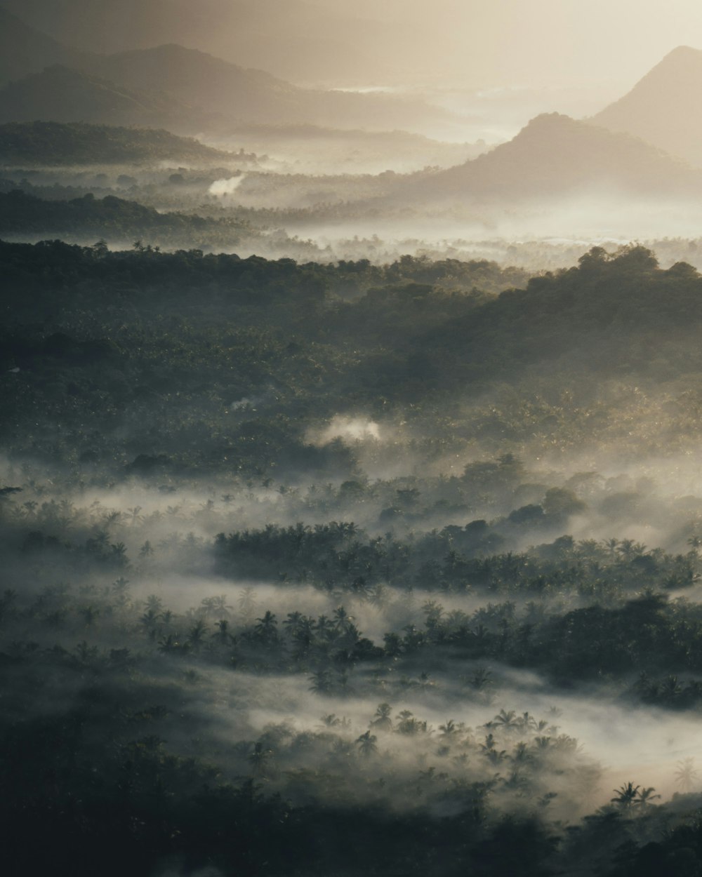 a foggy valley with trees and mountains in the distance