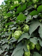 An abundance of green leaves and clusters of hop cones grow densely. The hop cones hang from the vine-like plant, surrounded by lush foliage.