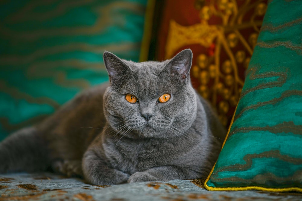 a gray cat sitting on a couch next to a green pillow