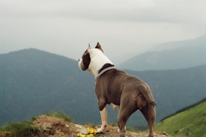 A proud Scottish Terrier standing on a grassy hill.