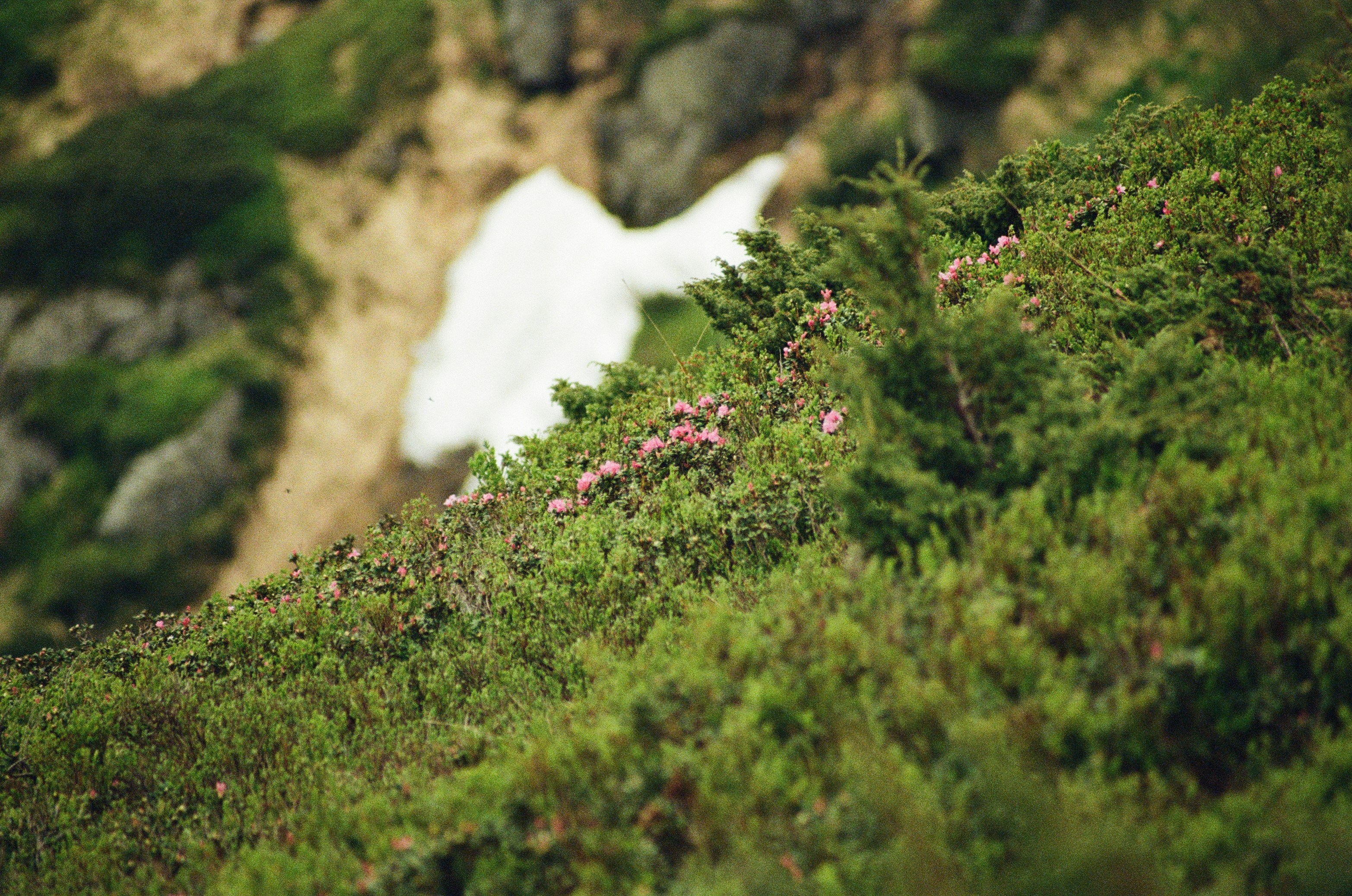 Magnifying views of the Carpathian mountains - July 2021