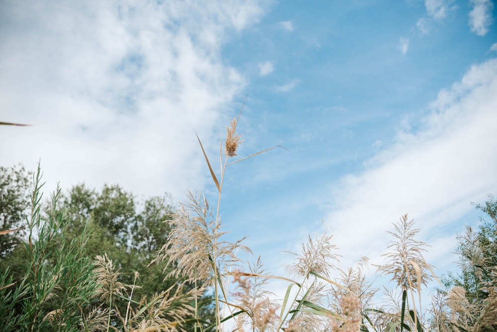 a field of tall grass with a blue sky in the background