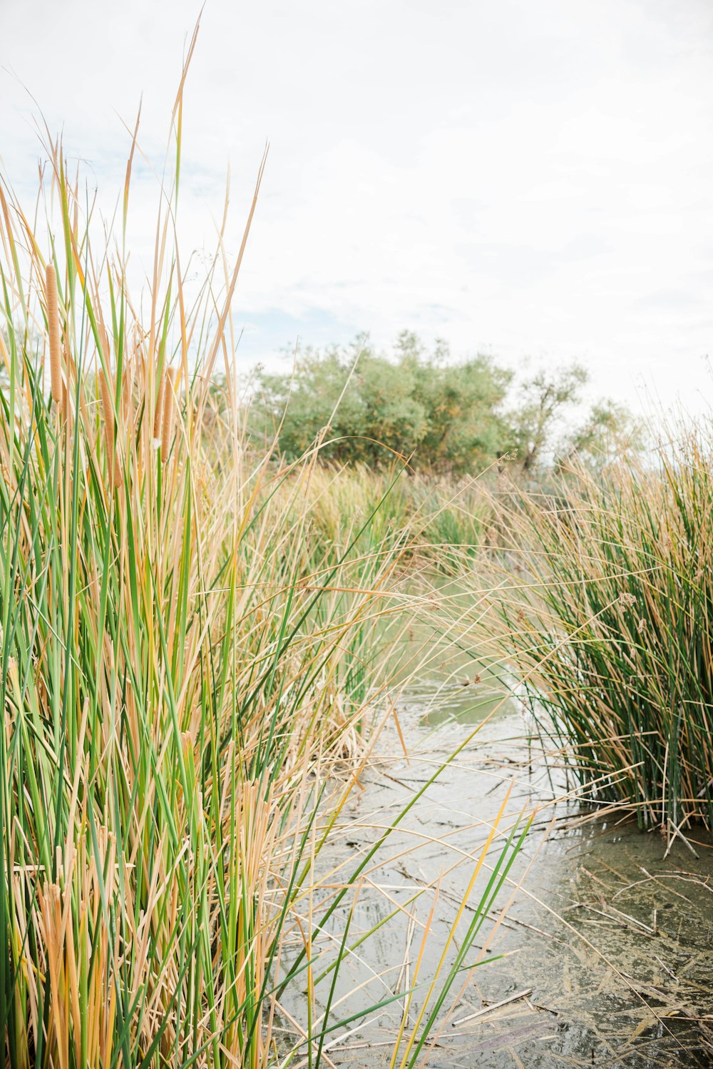 a stream of water surrounded by tall grass