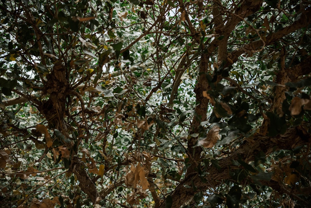 a large tree with lots of leaves on it