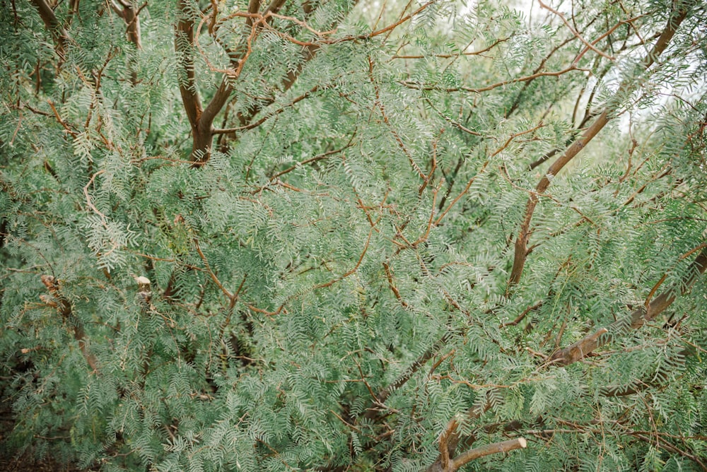 a bush with lots of green leaves on it