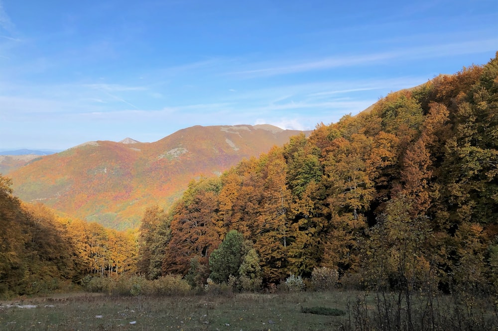 a forest filled with lots of trees covered in fall foliage