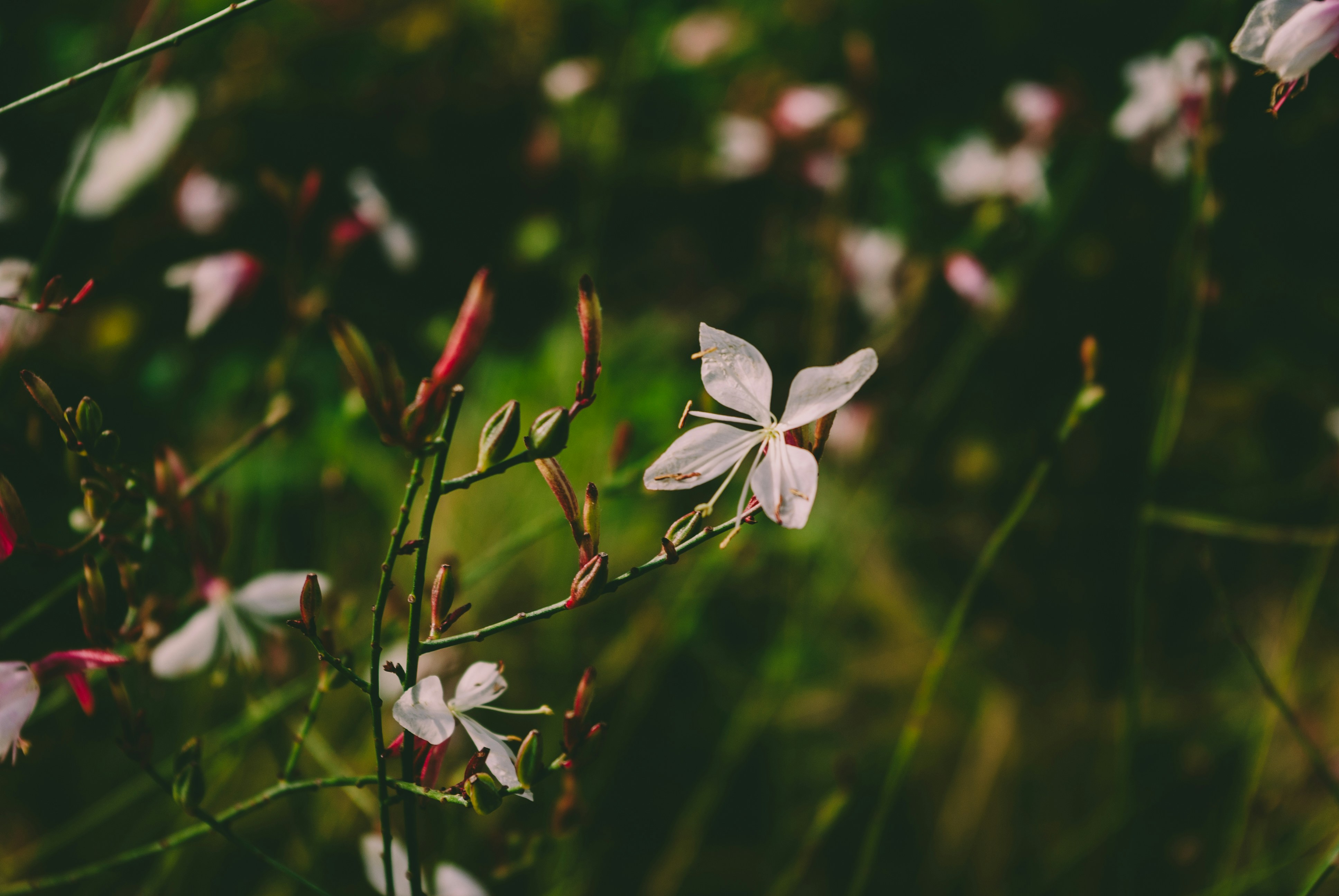 Photo by moonmoons_days