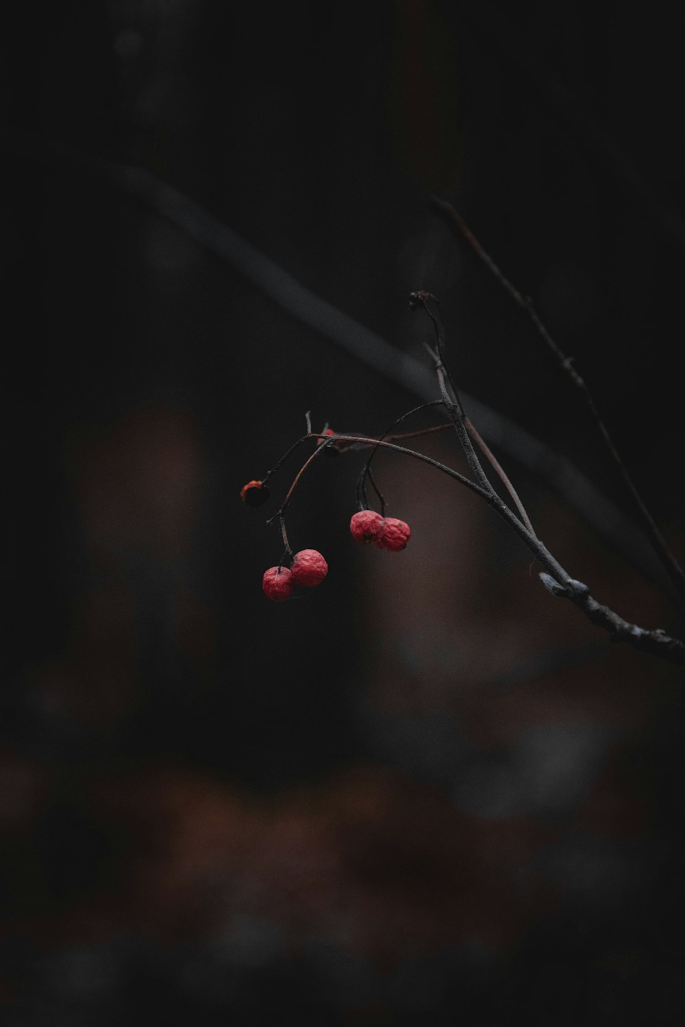 a branch with some red berries hanging from it
