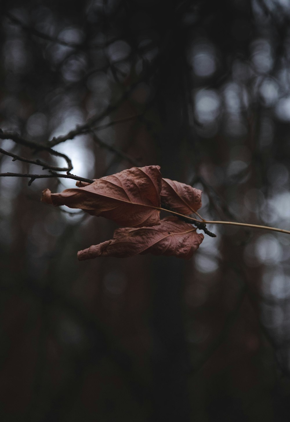 a single leaf hanging from a tree branch