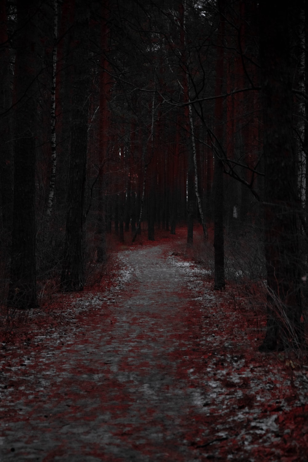 a path in the middle of a forest with red leaves on the ground