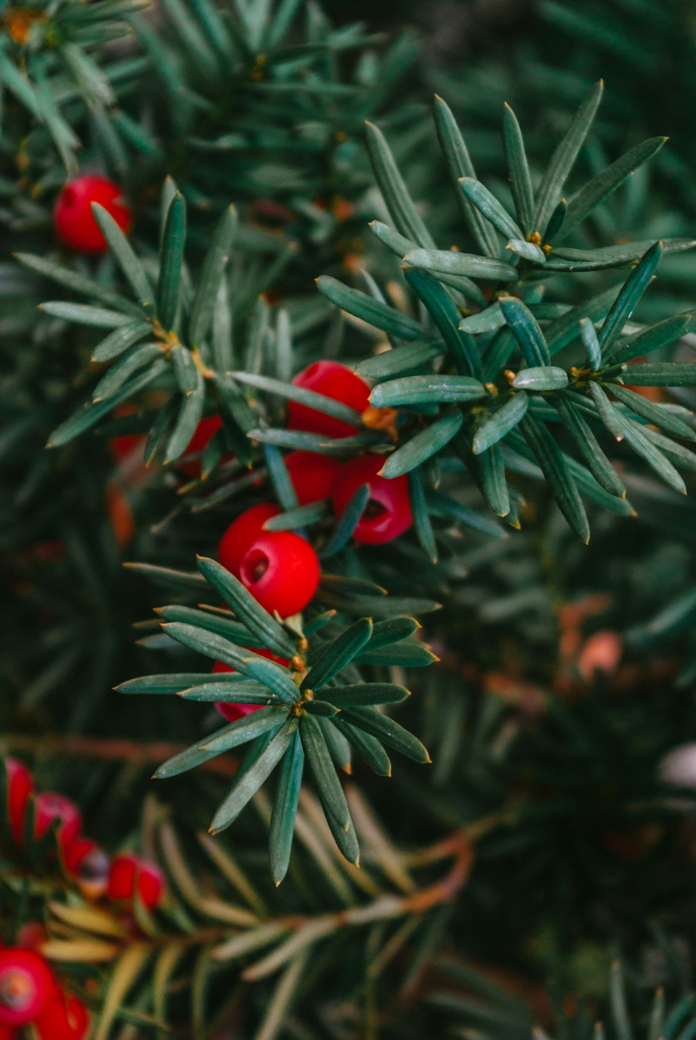 a close up of a tree with red berries