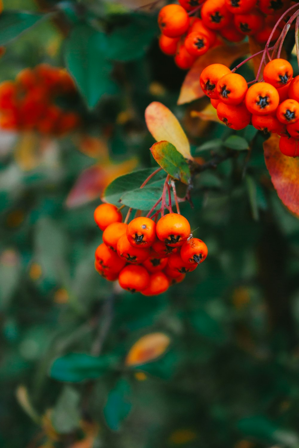 Ein Apfel, der an einem Baum hängt