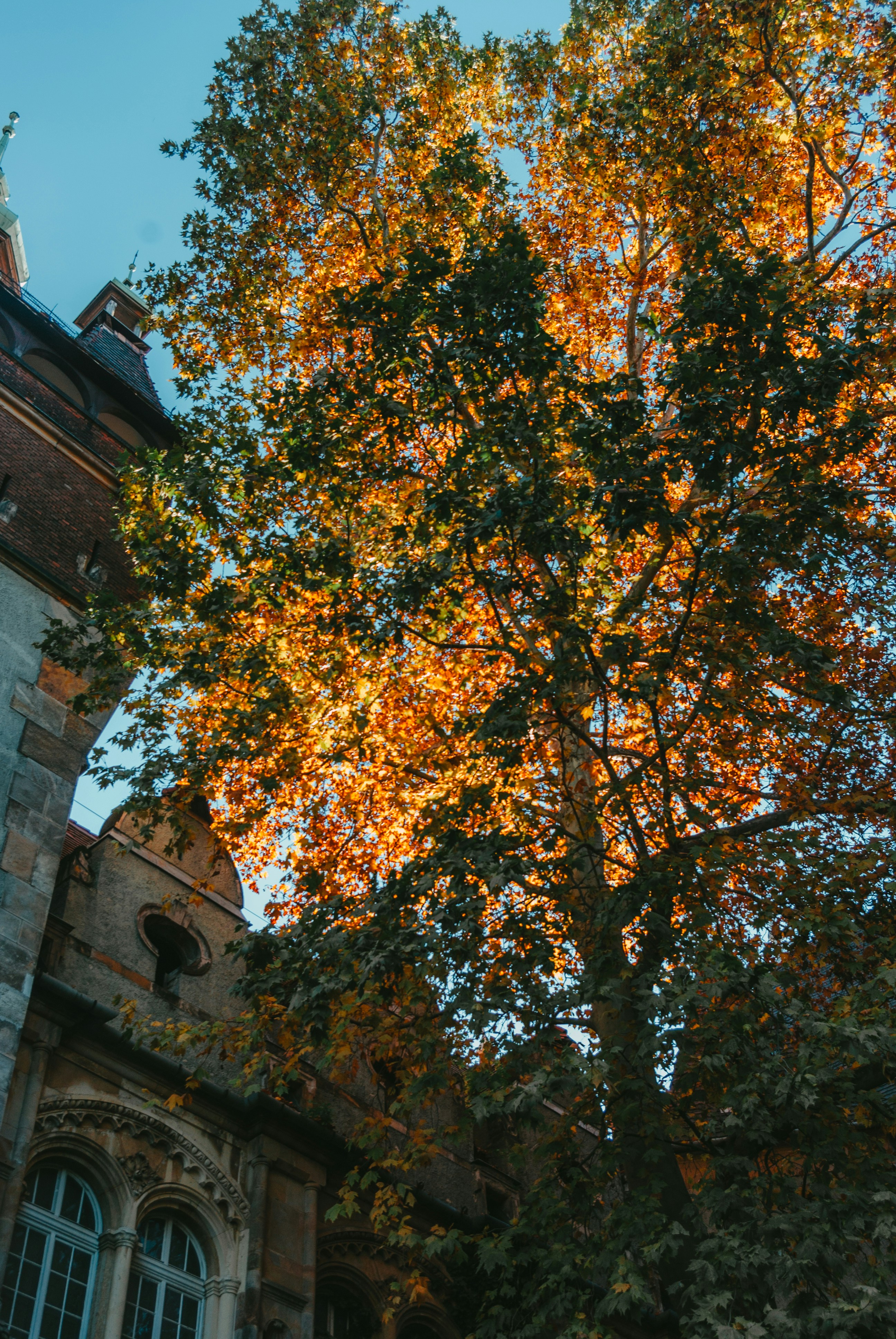 a tree with orange leaves in front of a building