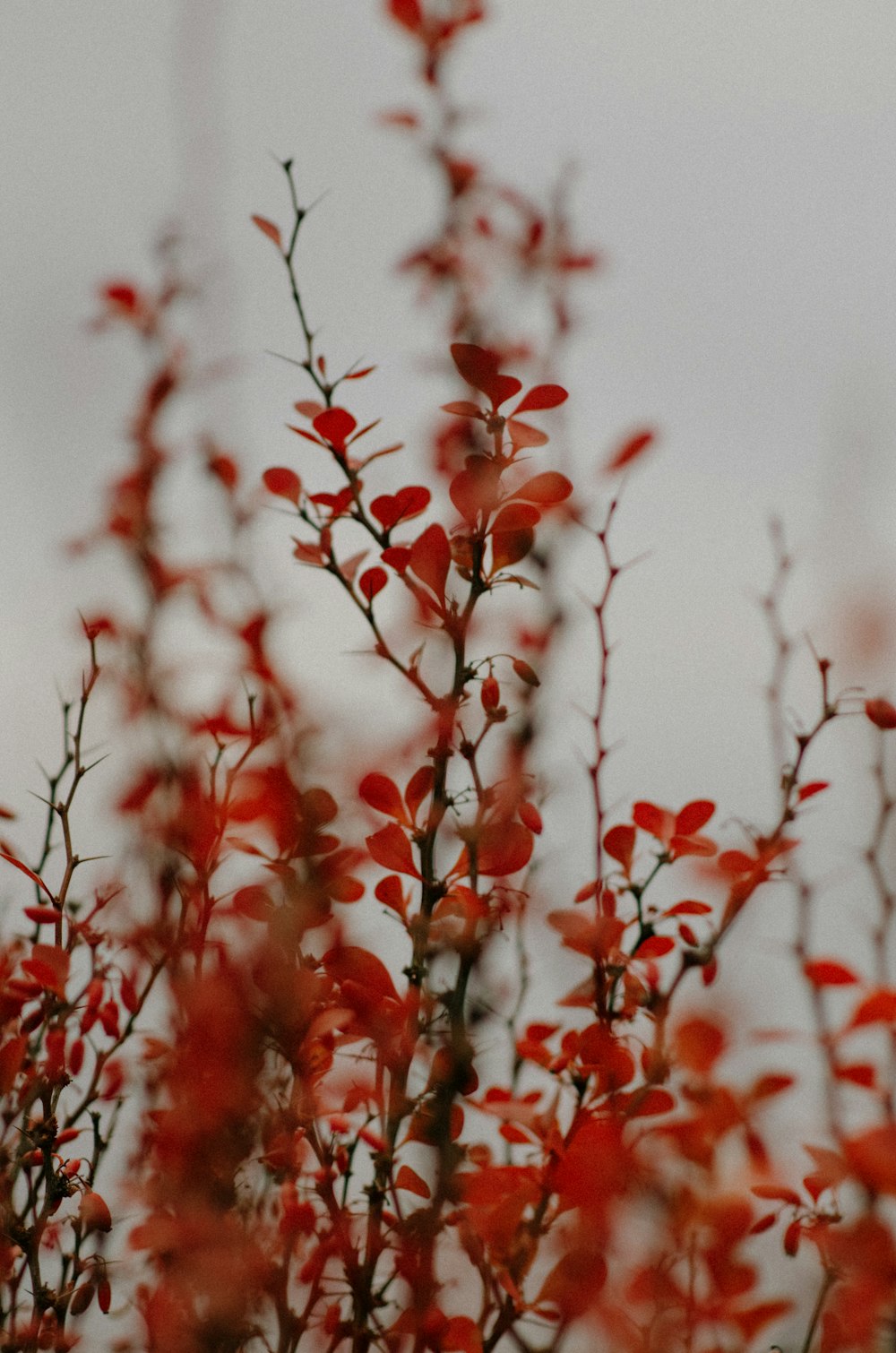 a bird sitting on top of a tree branch